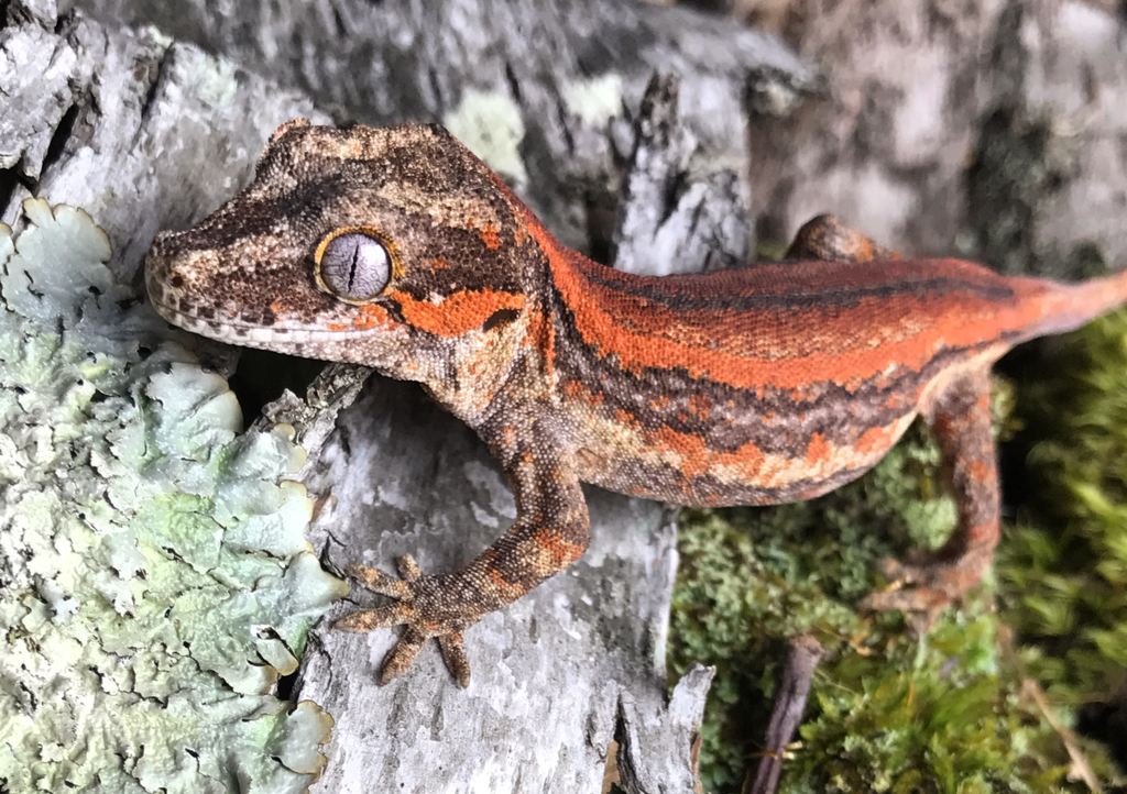 How to Care for Your Gargoyle Gecko