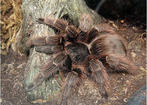 How to Care for Your Pink Zebra Beauty Tarantula