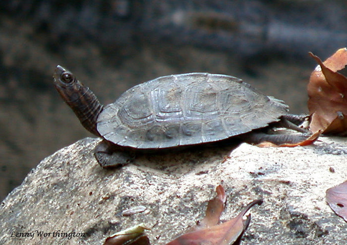 How to Care for Your Asian Leaf Turtle