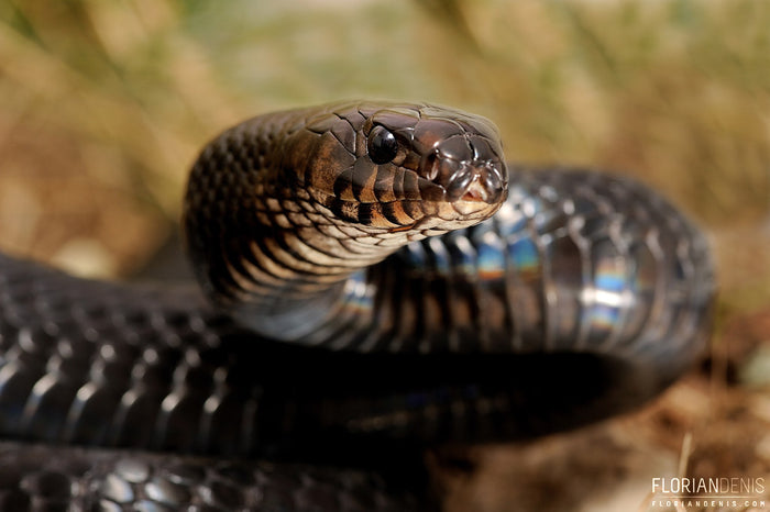 How to Care for Your Eastern Indigo Snake