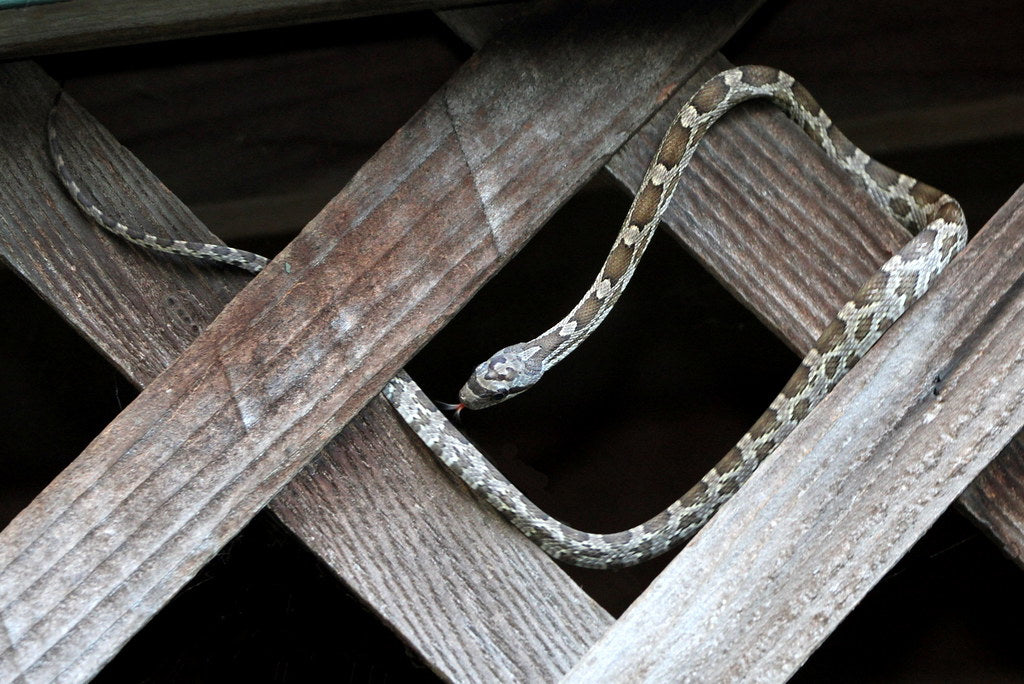 How to Care for Your Texas Rat Snake