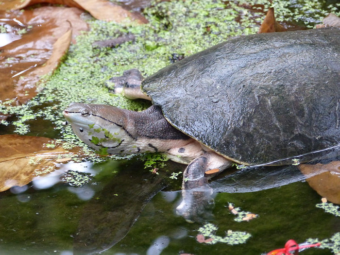 How to Care for Your Argentine Side-Necked Turtle