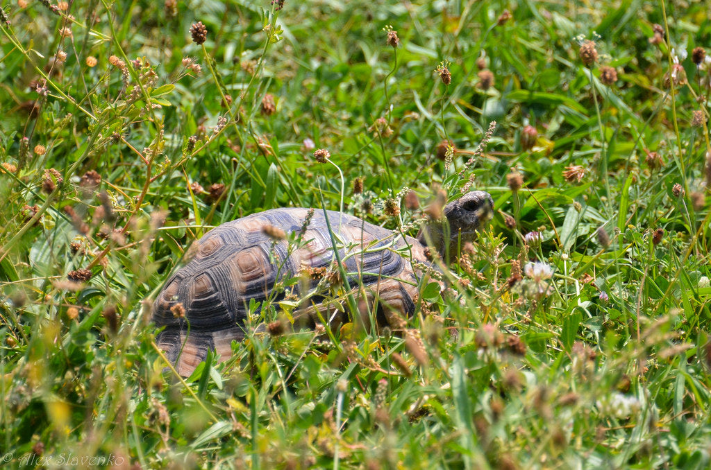 How to Care for Your Marginated Tortoise