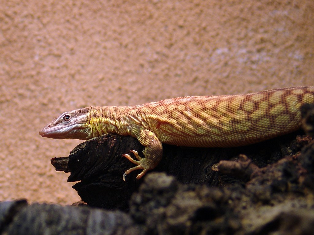 How to Care for Your Ackie Monitor