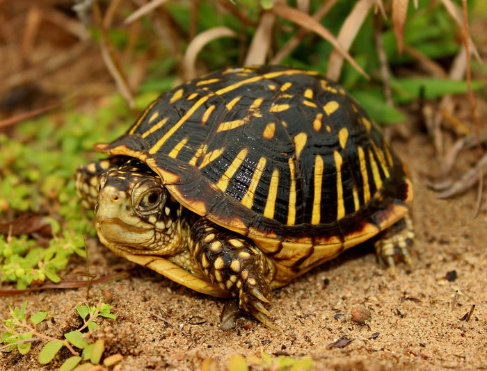 How to Care for Your Ornate Box Turtle