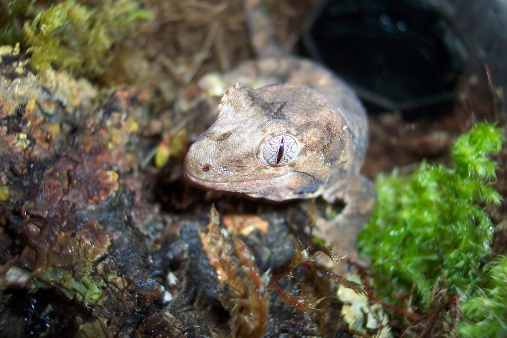How to Care for Your Chahoua Gecko
