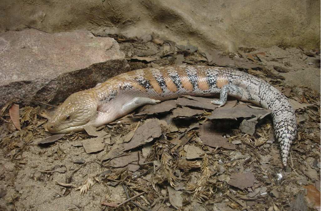How to Set Up a Northern Blue Tongue Skink Enclosure