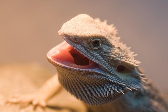 Here's Why Your Bearded Dragon Hates Salad
