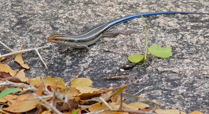 How to Care for Your Rainbow Skink
