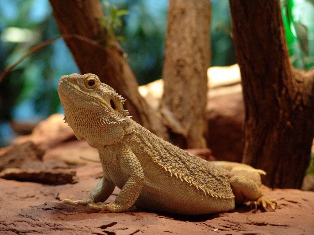 How to Set Up a Bearded Dragon Enclosure