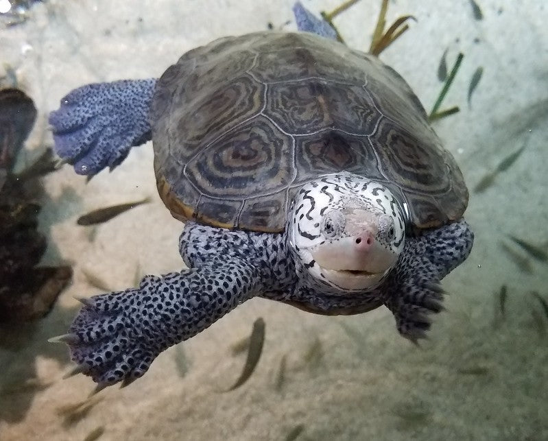 How to Care for Your Diamondback Terrapin