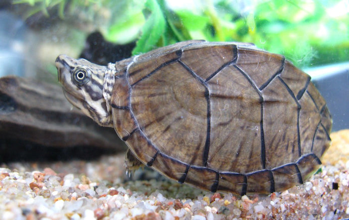 How to Care for Your Musk Turtle