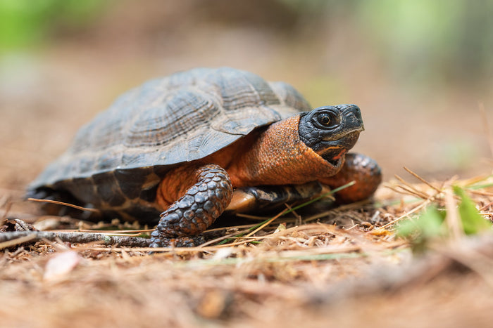 How to Care for Your Wood Turtle