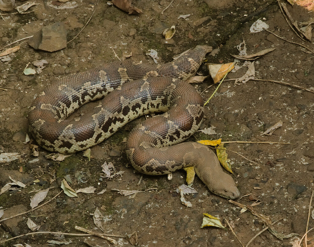 How to Care for Your Rough-Scaled Sand Boa
