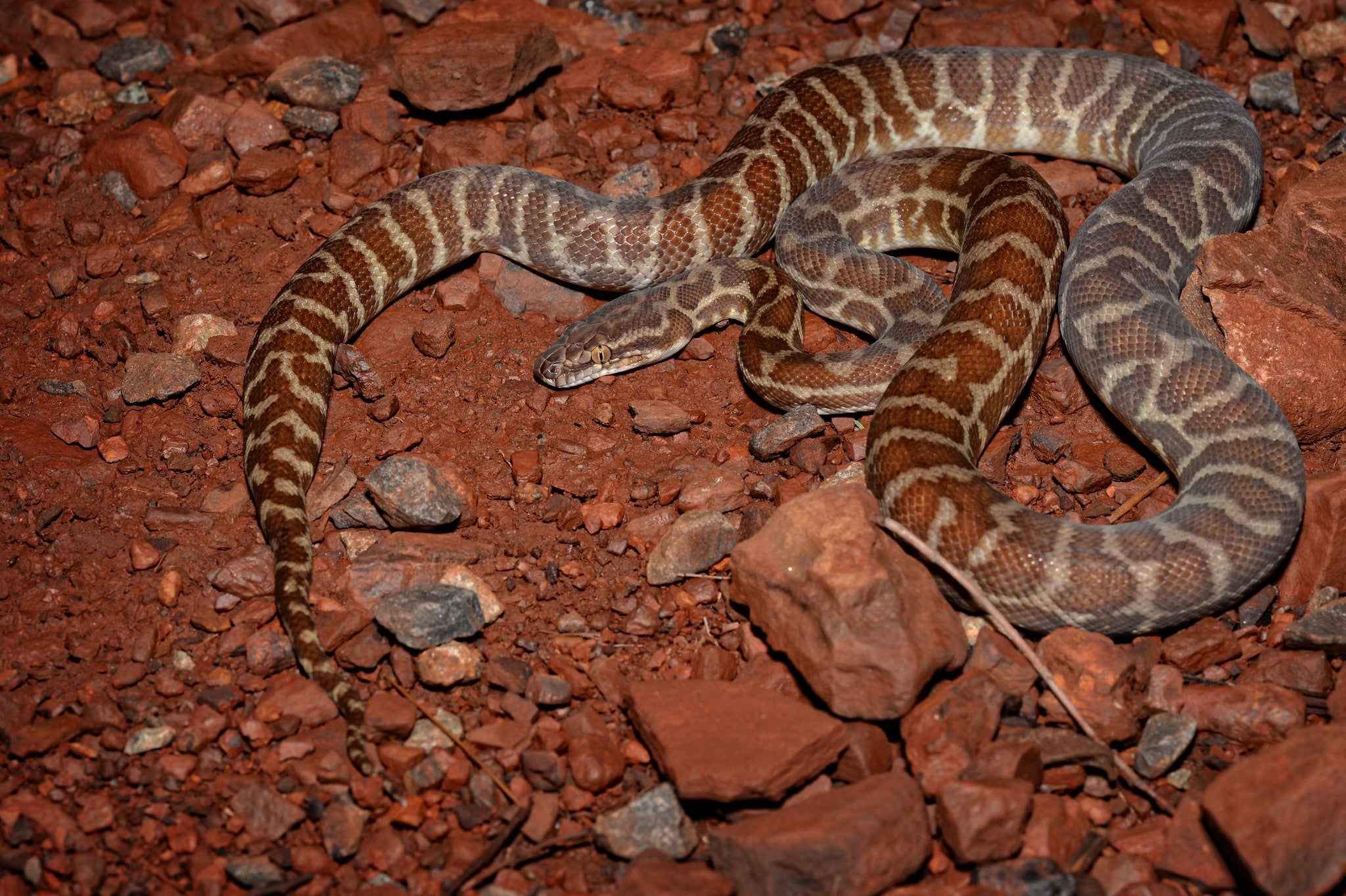 How to Care for Your Stimson’s Python