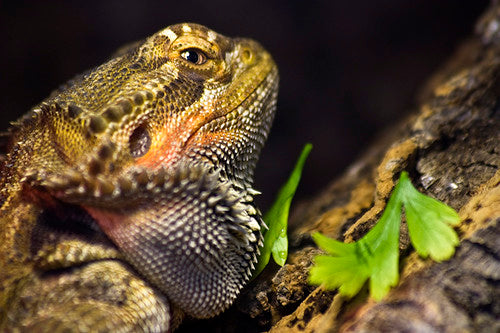 Picky Beardie? Here’s What Might Be Going On