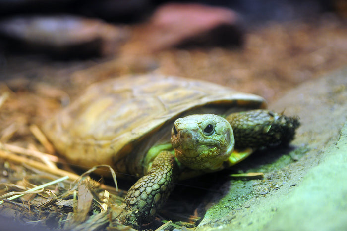 How to Care for Your Pancake Tortoise
