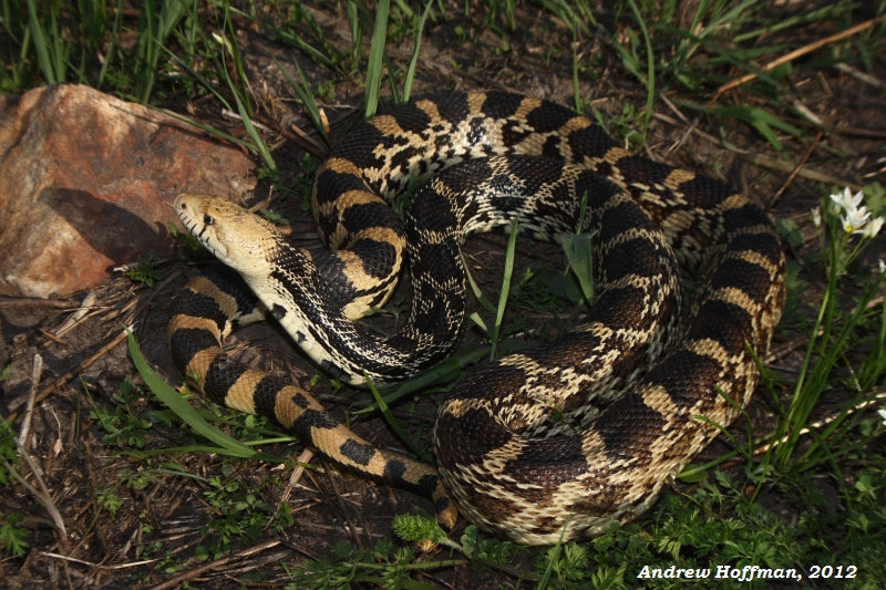 How to Set Up a Gopher Snake/Bullsnake Enclosure