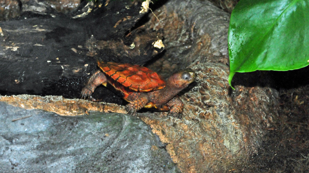 How to Care for Your Black Breasted Leaf Turtle