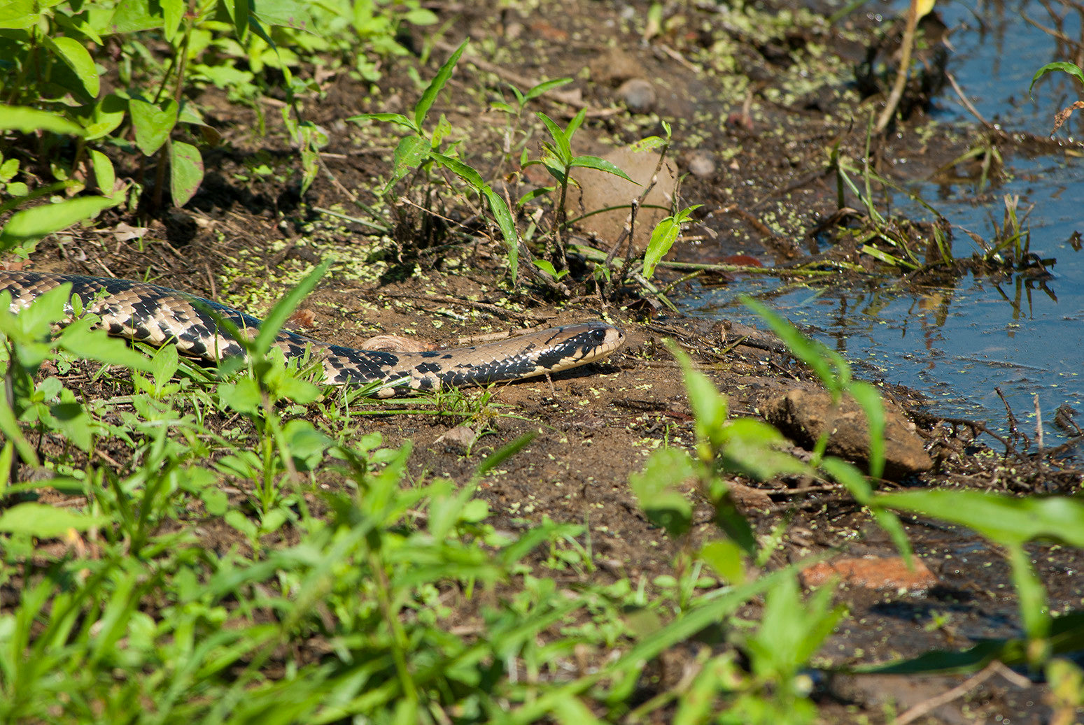 How to Care for Your False Water Cobra