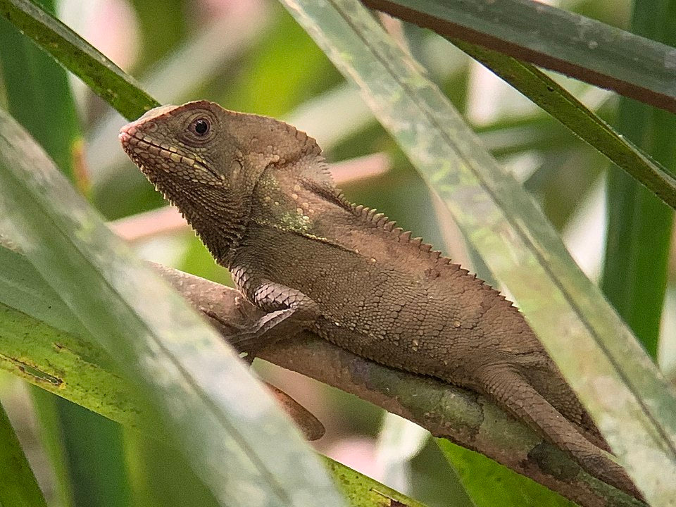How to Care for Your Helmeted Iguana