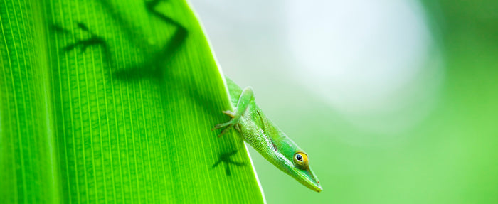 How to Care for Your Brown/Green Anole