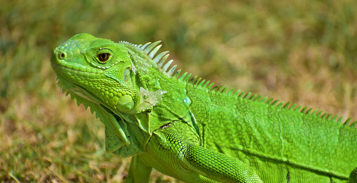 What Do Chinese Water Dragons Eat