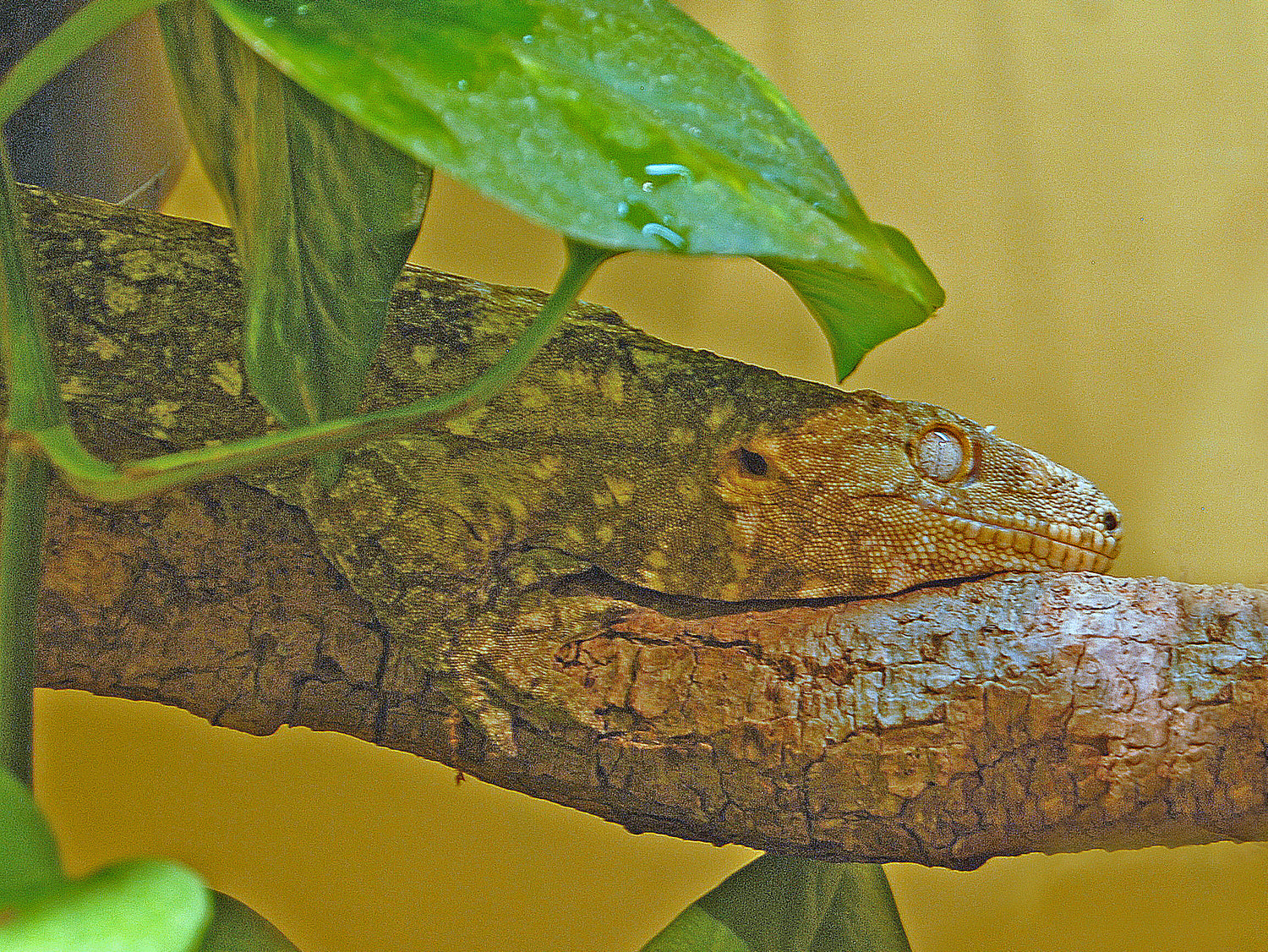 How to Care for Your Leachie Gecko