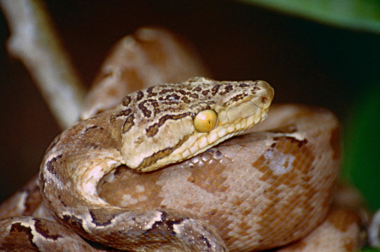How to Care for Your Amazon Tree Boa