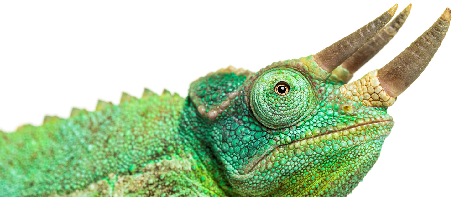 What Do Jackson's Chameleon Eat?