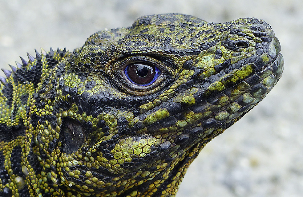 How to Care for Your Sailfin Dragon