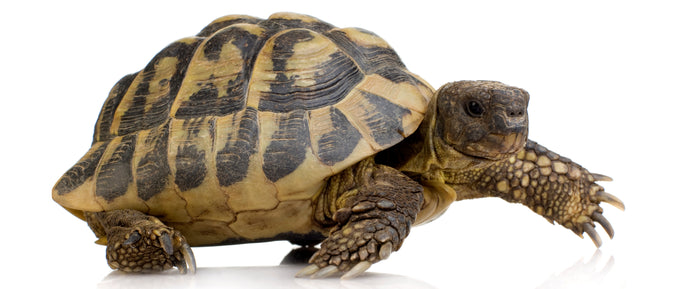 How to Care for Your Russian Tortoise
