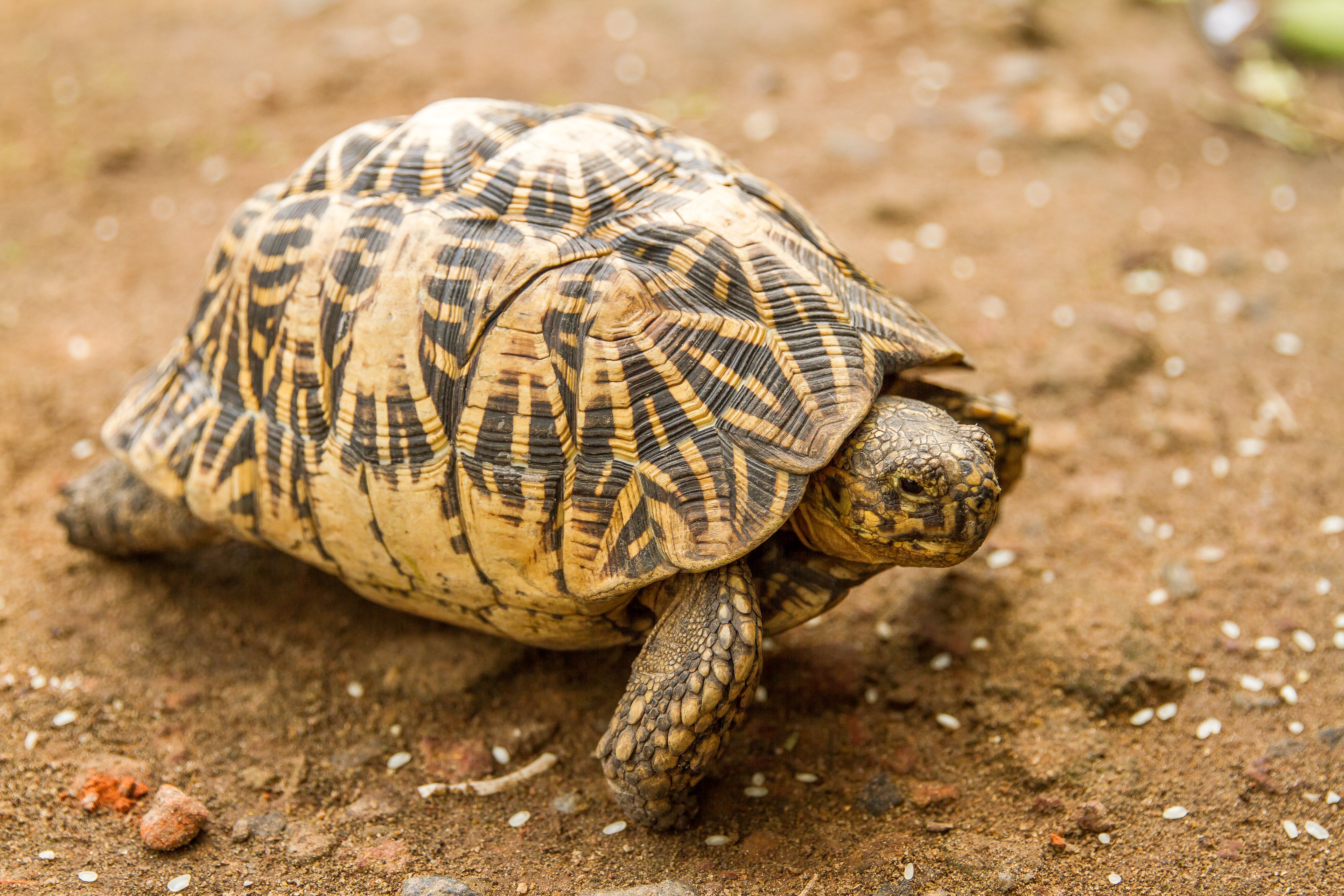 How to Care for Your Indian Star Tortoise
