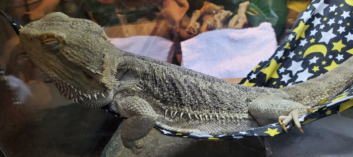 Bearded Dragon Brumation