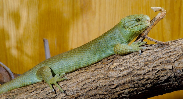 How to Care for Your Solomon Islands Skink