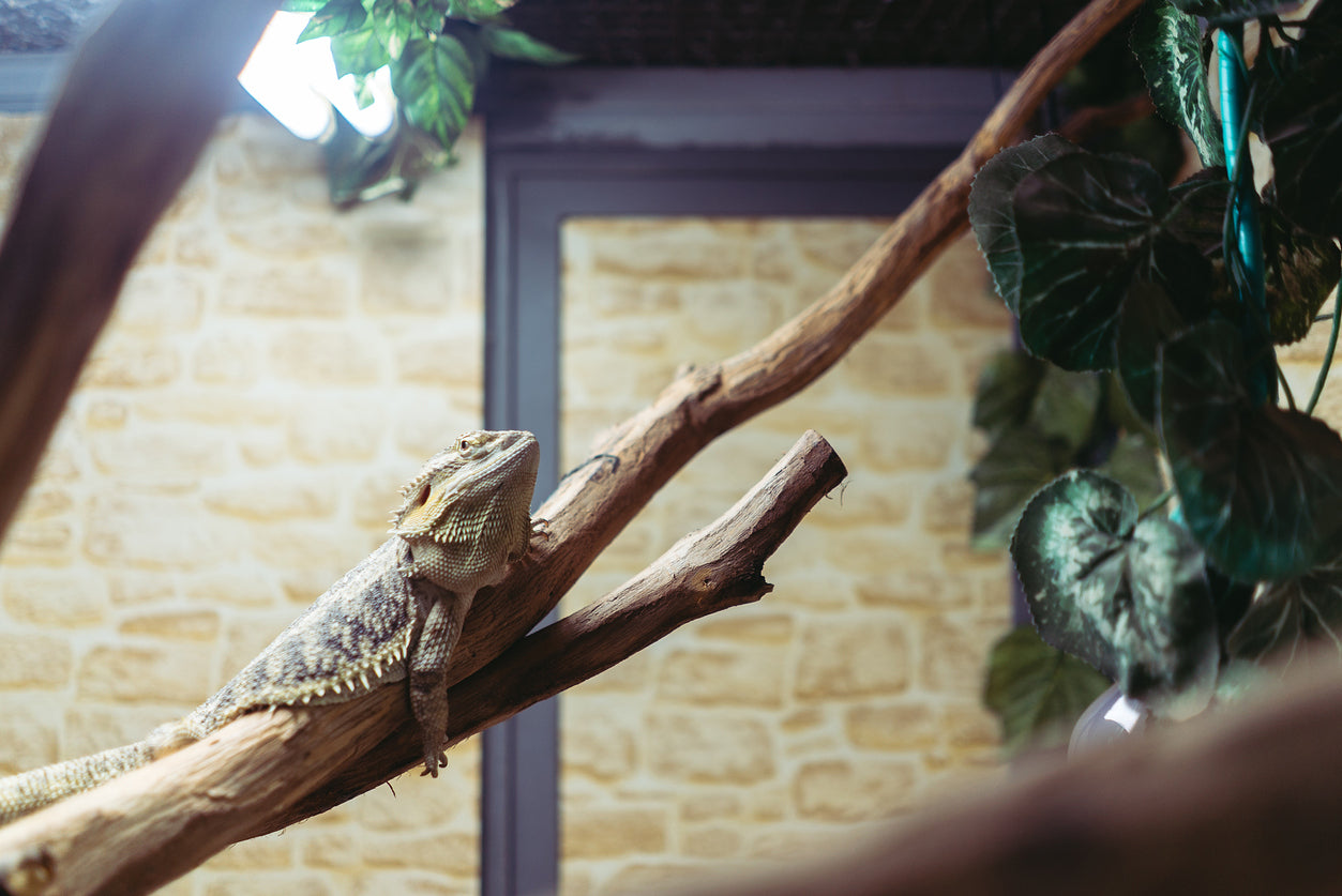 UVB and Your Reptile