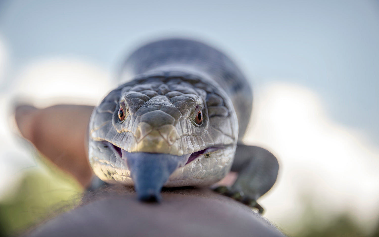 Why Does My Blue Tongue Skink Have a Blue Tongue?