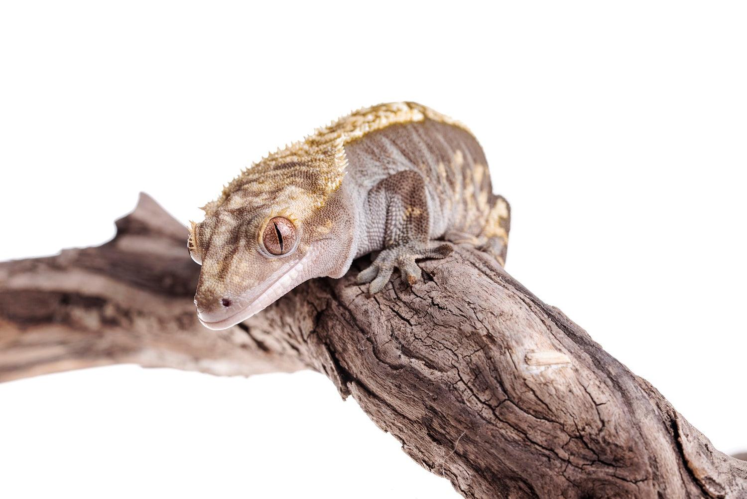 Will My Crested Gecko's Tail Grow Back?