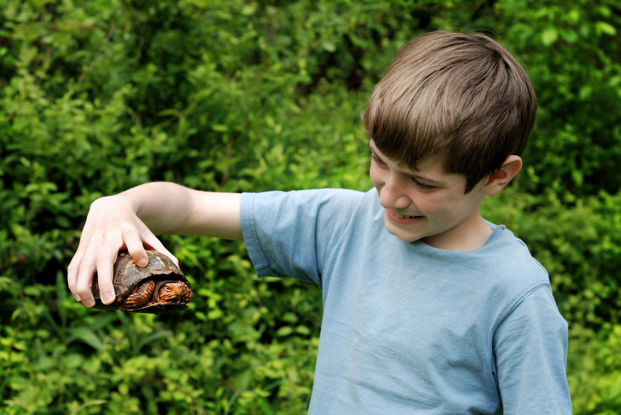 Why You Should Not Take a Wild Reptile Home