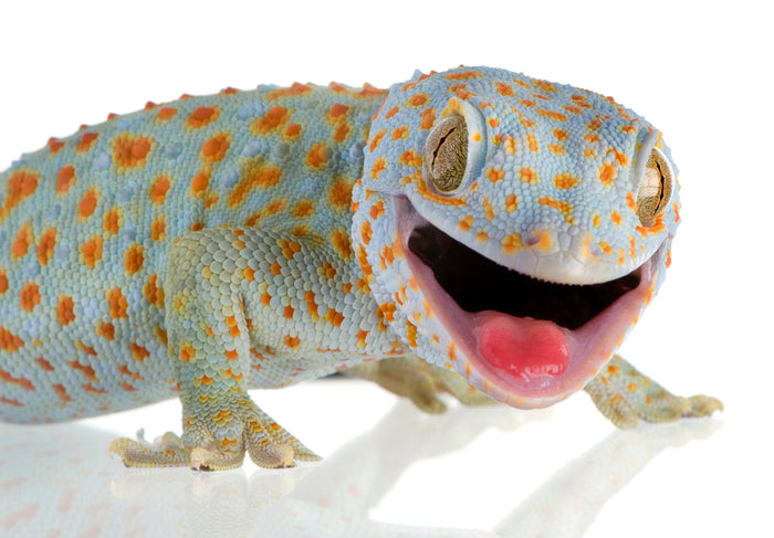 What Can My Tokay Gecko Eat?