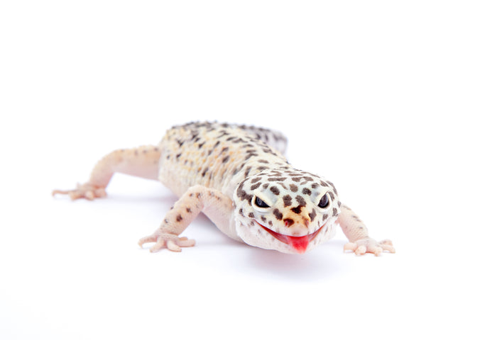 How Do I Know My Leopard Gecko is Healthy?