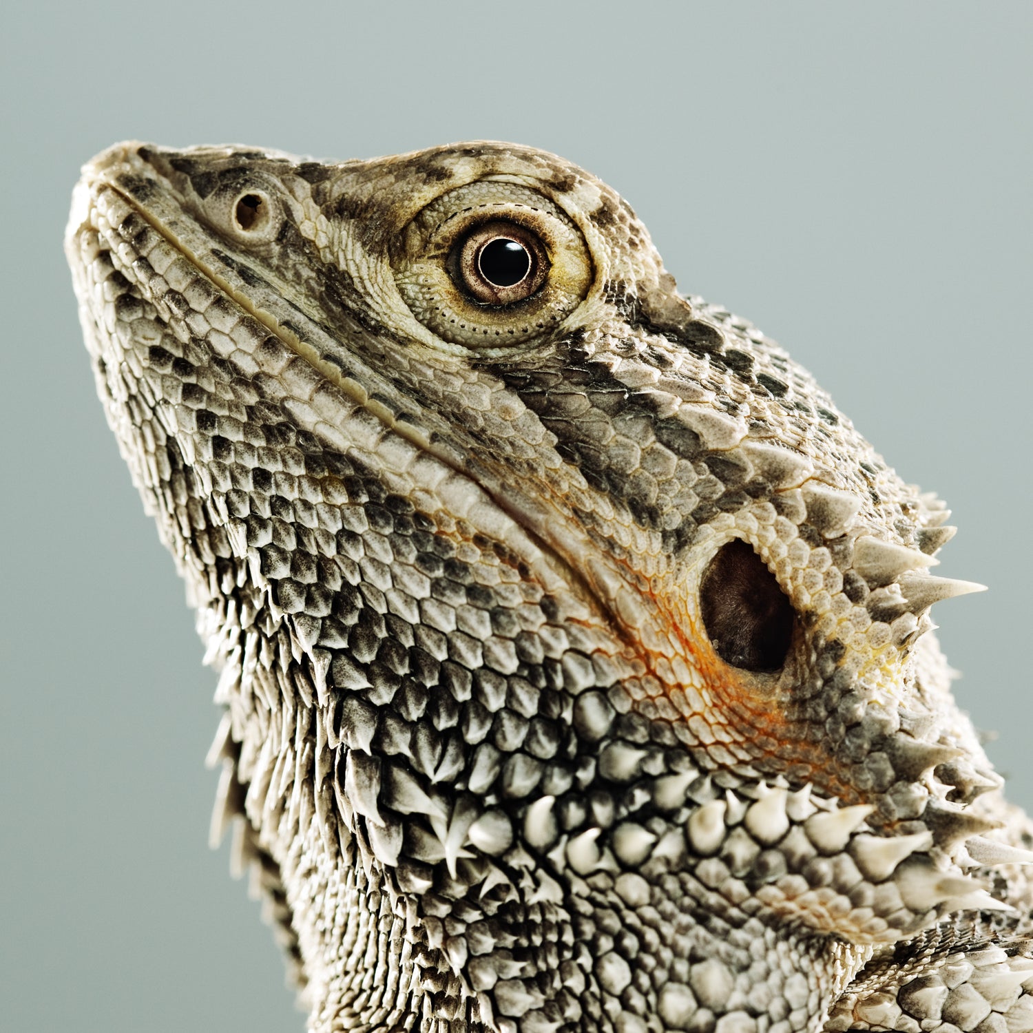 Can Bearded Dragons See Well?