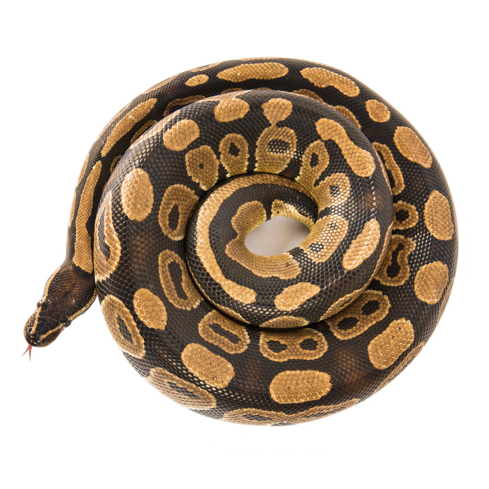 How to Care for Your Ball Python