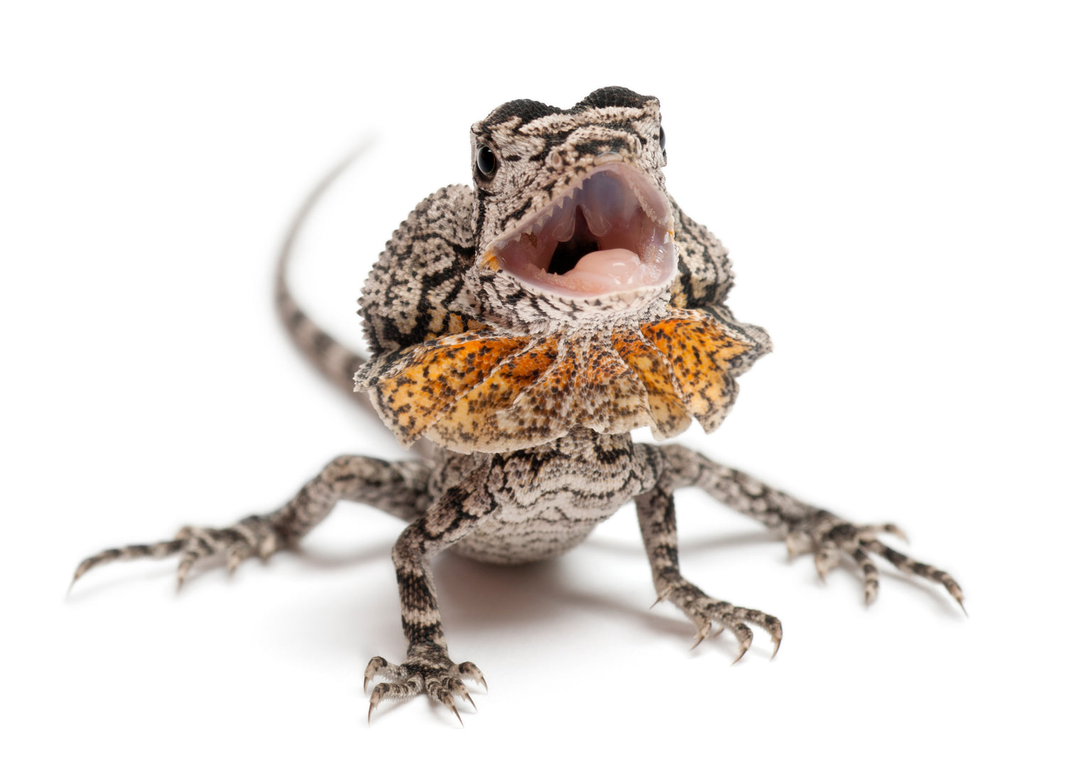 How to Care for Your Frilled Lizard