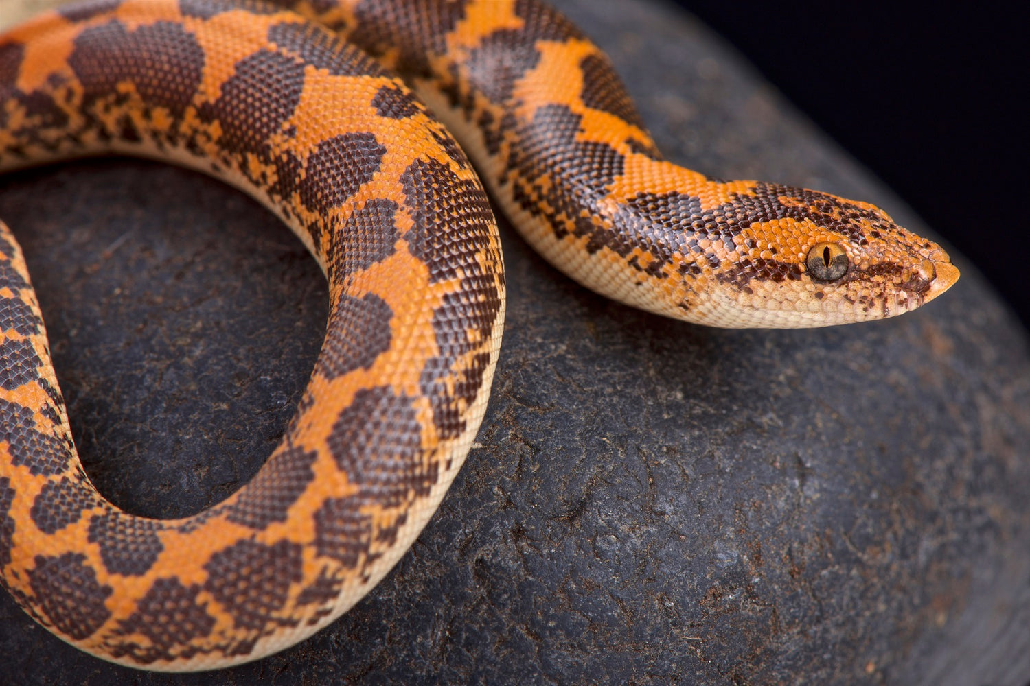 How to Care for Your Kenyan Sand Boa