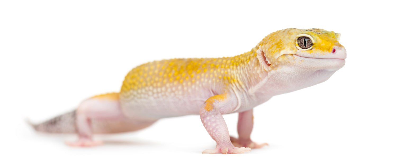 Are Leopard Geckos Good Pets?