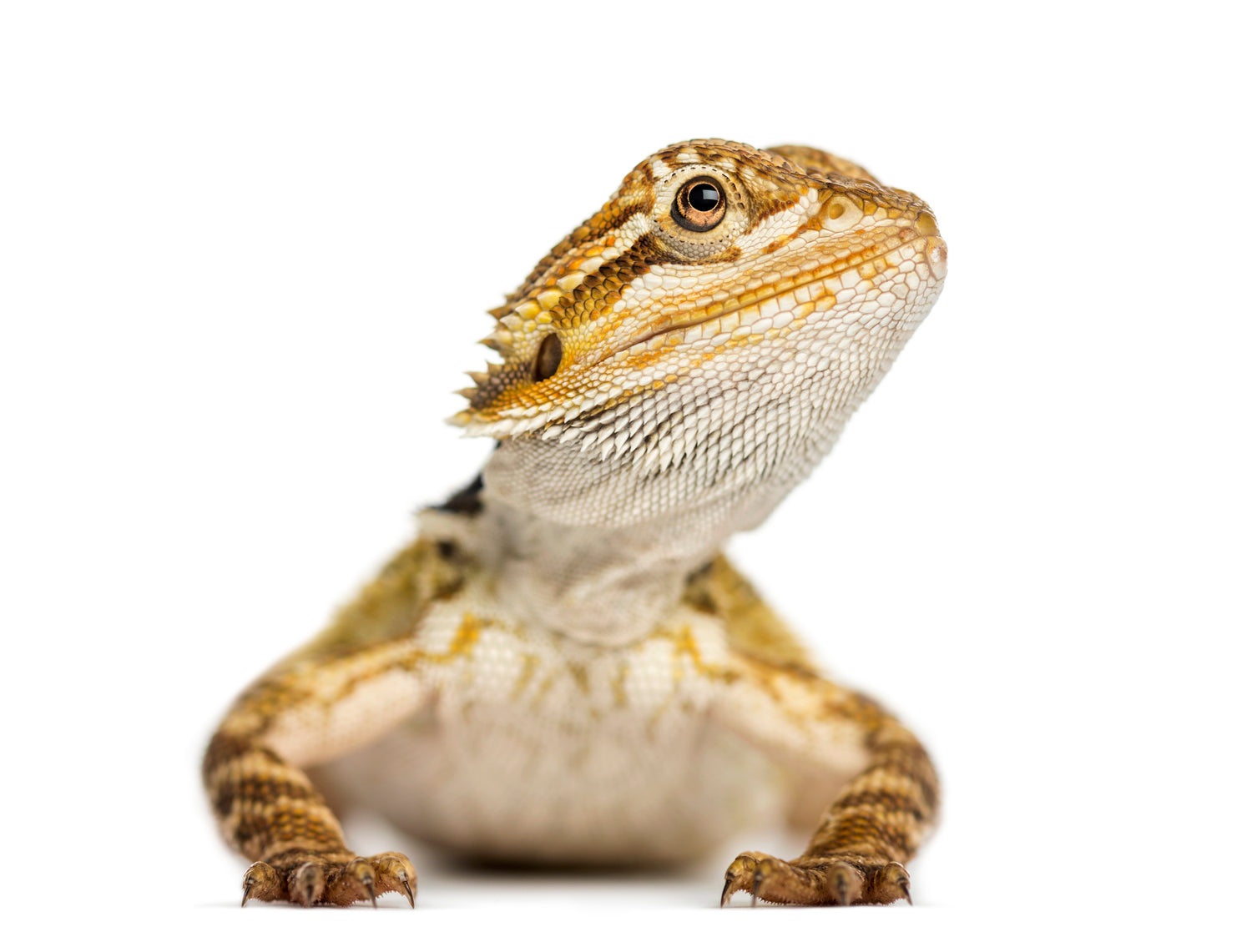 How Long Do Bearded Dragons Live?