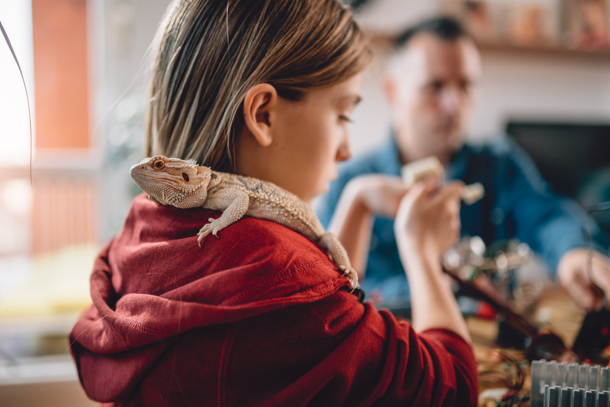 When to Trim or Cut My Bearded Dragon’s Nails?