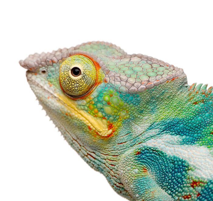 What Can My Panther Chameleon Eat?