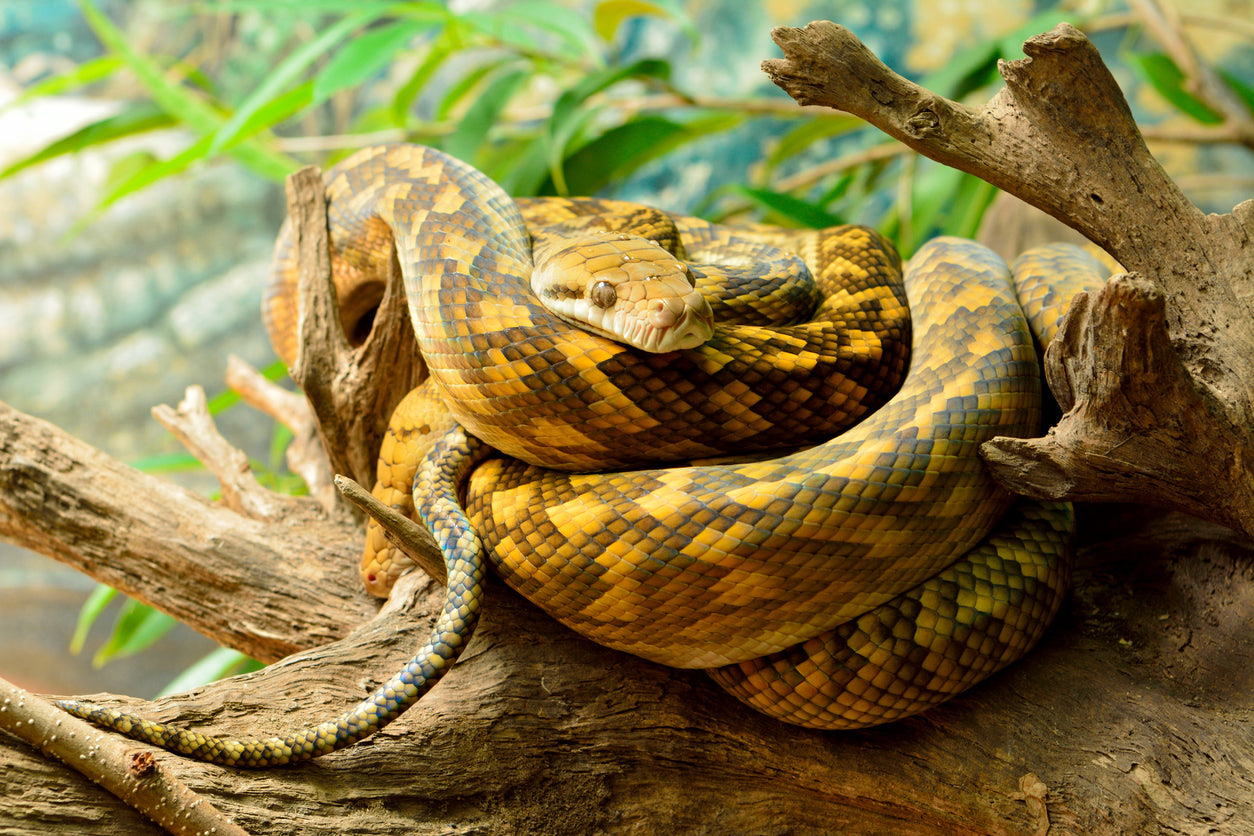 How to Care for Your Carpet Python